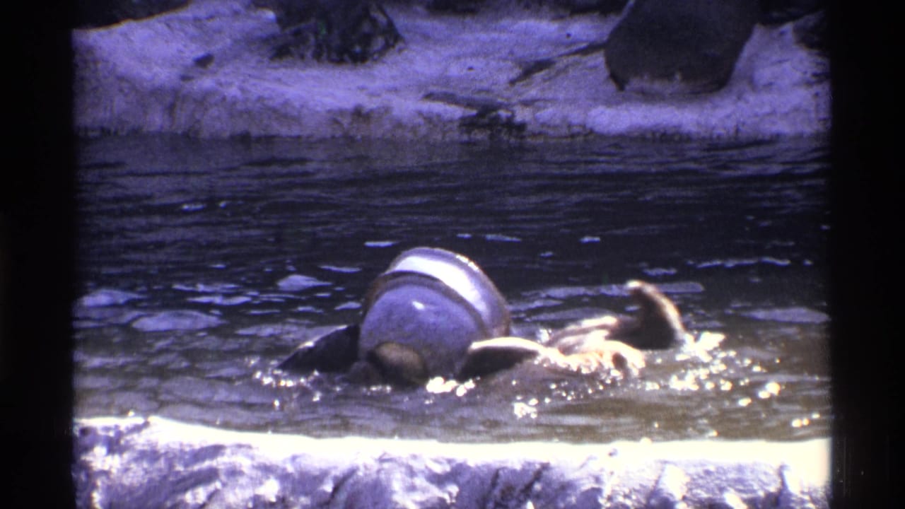 Bear rolling in shallow water while holding a pale cylinder near a rocky edge.