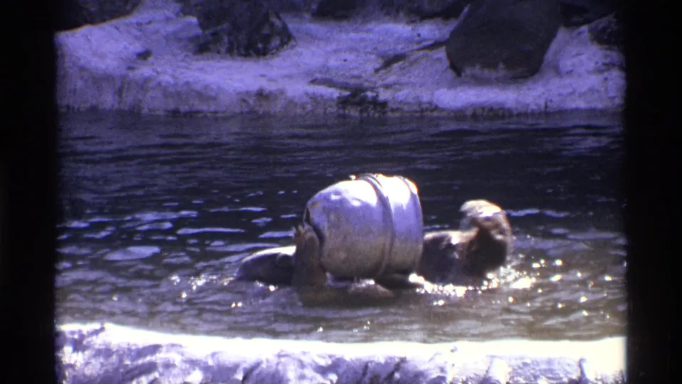A bear appears to clutch or push a pale cylinder while splashing in a water enclosure, framed by 8mm film borders.
