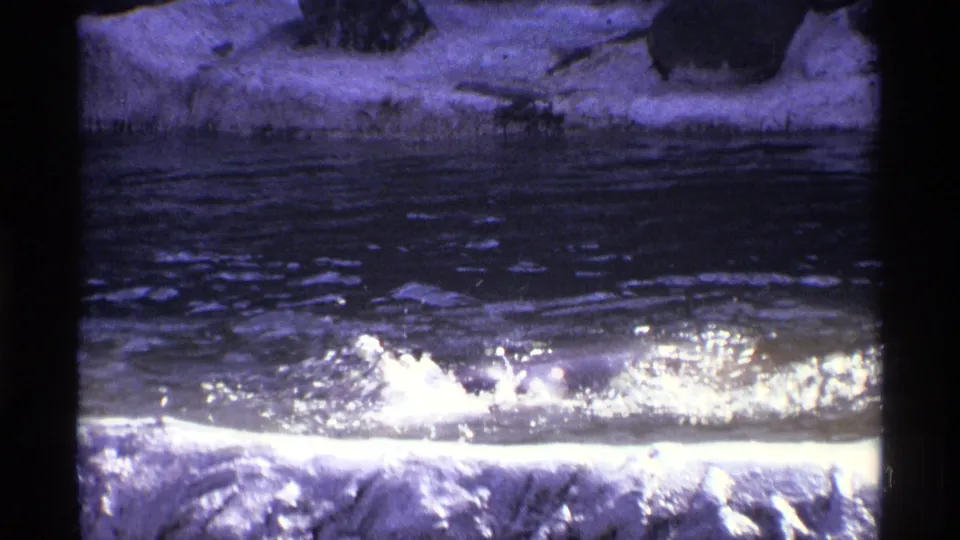 A burst of water spray marks the bear's movement in the pool, with the animal mostly hidden below the surface.