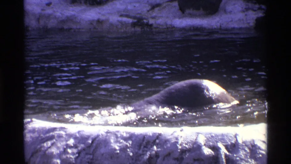 The bear resurfaces with its wet back visible above the rippling water, lit by strong daylight in the 8mm frame.