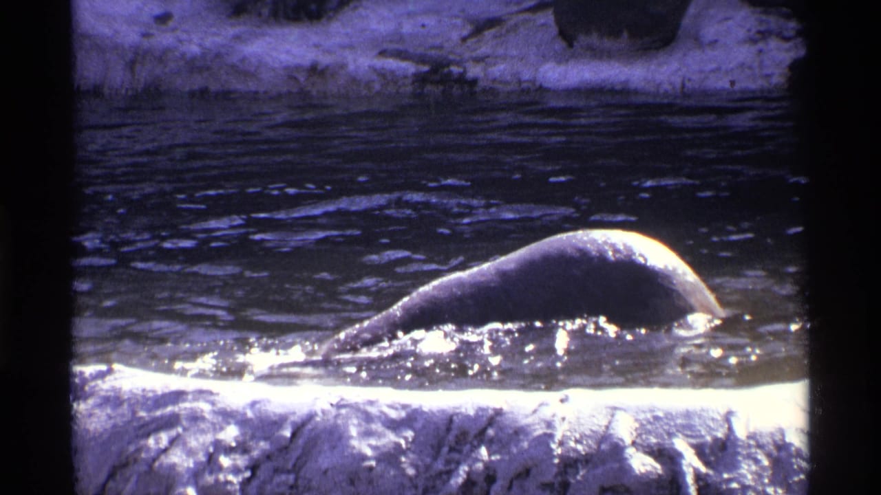 1971 New York City home-movie frame showing a polar bear moving through a zoo pond beside pale artificial rock.