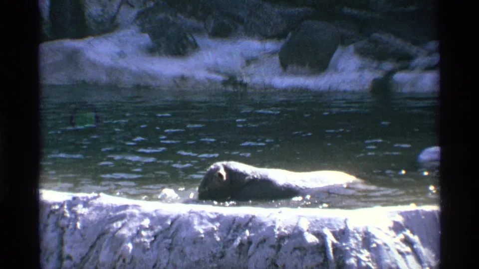 1971 New York City zoo footage frame with a polar bear partly submerged in a pond, lit strongly across its back.