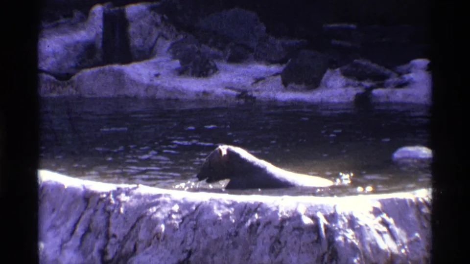1971 New York City home-movie frame showing a polar bear wading through a zoo pond in a rocky enclosure.