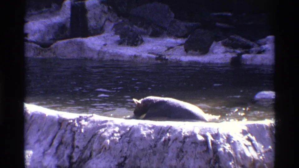 1971 New York City zoo frame with the polar bear partly submerged near the pale front ledge of the pond.