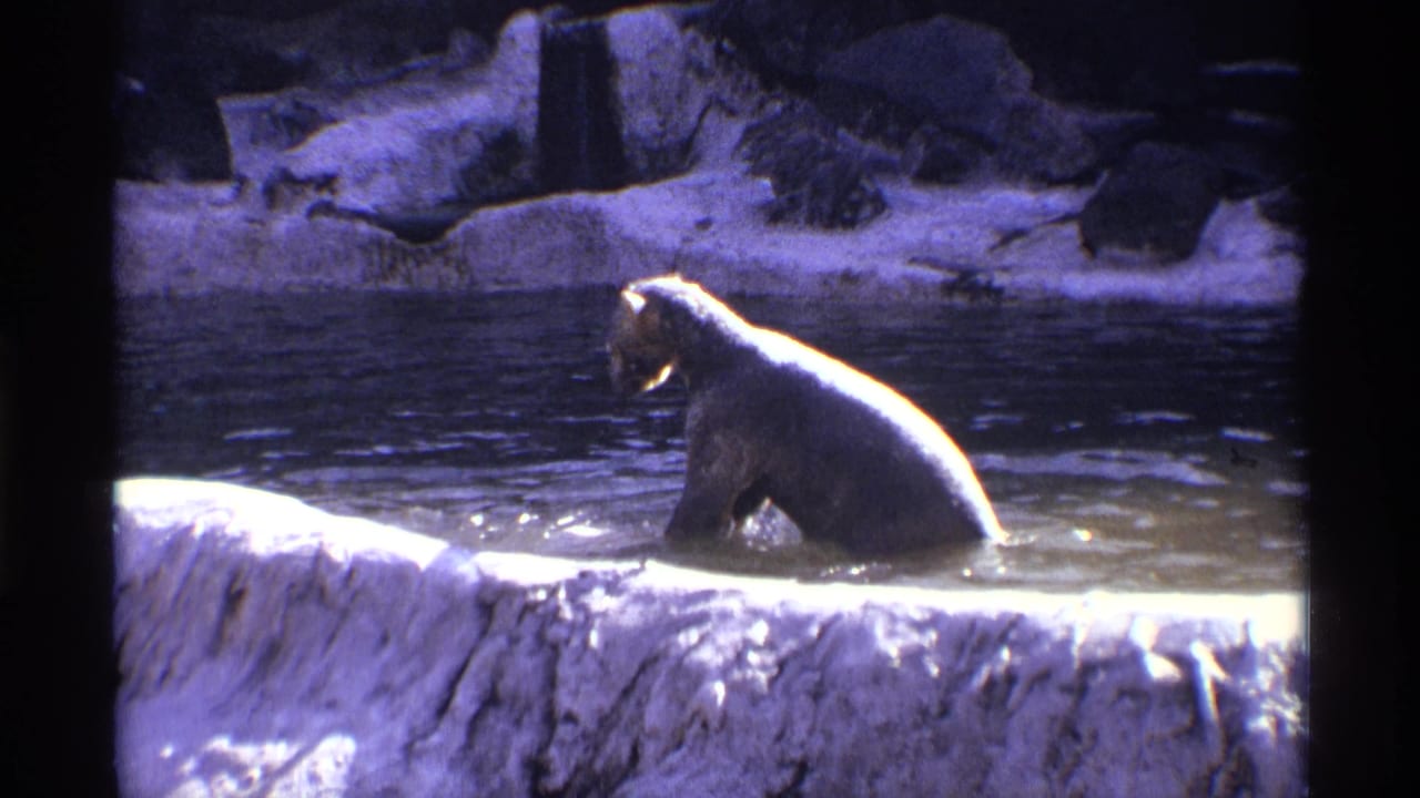 1971 New York City 8mm frame showing a polar bear in shallow zoo-enclosure water with rocks behind it.