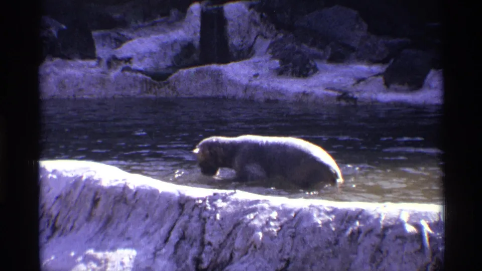 1971 New York City 8mm frame of a polar bear moving through shallow water in a rocky zoo enclosure.