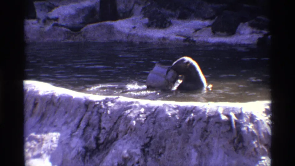 1971 New York City 8mm frame showing a polar bear handling a white barrel in shallow enclosure water.