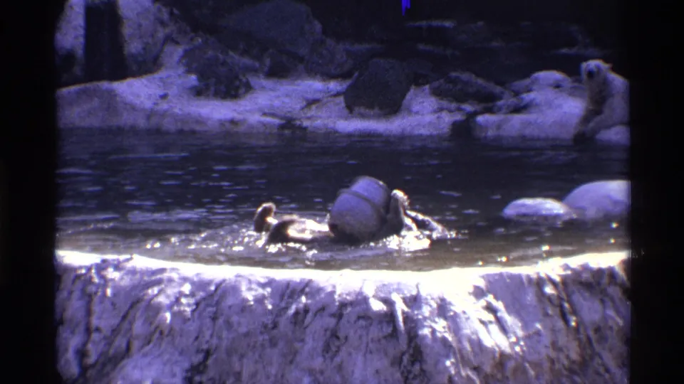 1971 New York City 8mm frame of a polar bear splashing around a white barrel in a zoo pool.