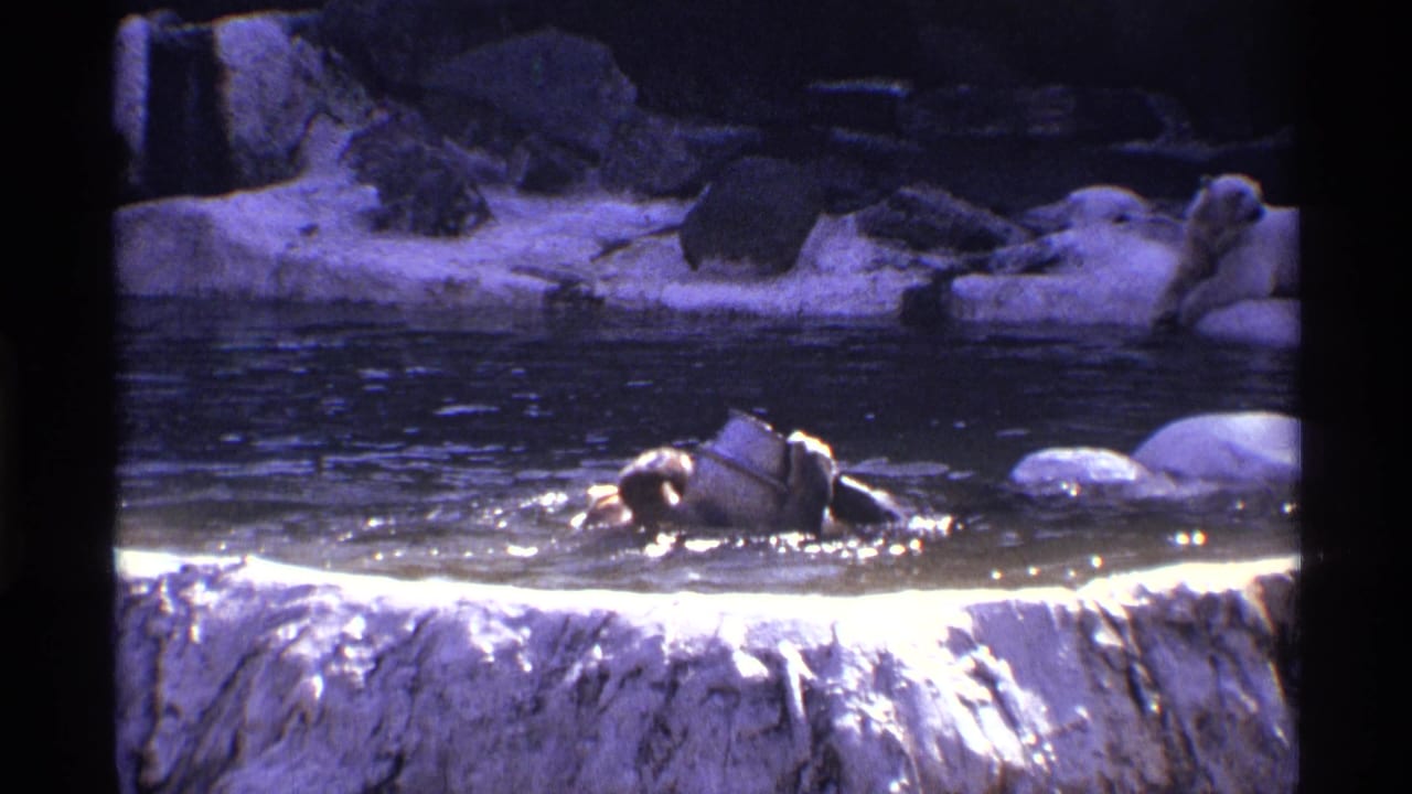 Brown bear swimming in a rocky pool with splashing water and pale stone ledges.