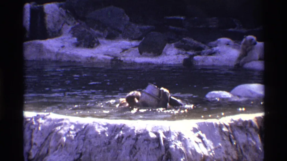 1971 New York City 8mm frame showing a brown bear moving through a rocky man-made pool with bright water reflections.