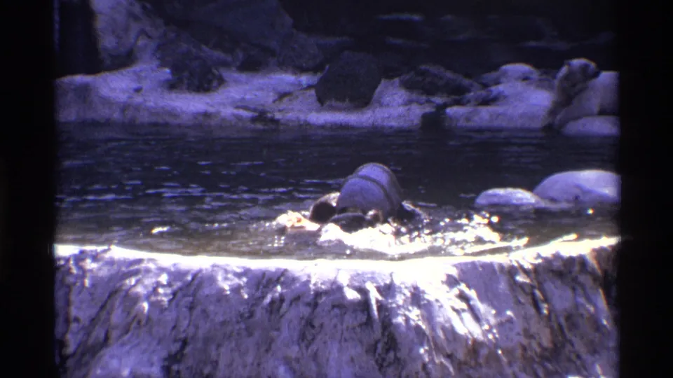 1971 New York City 8mm frame with the bear mostly in the water, seen near rounded rocks inside a constructed enclosure.
