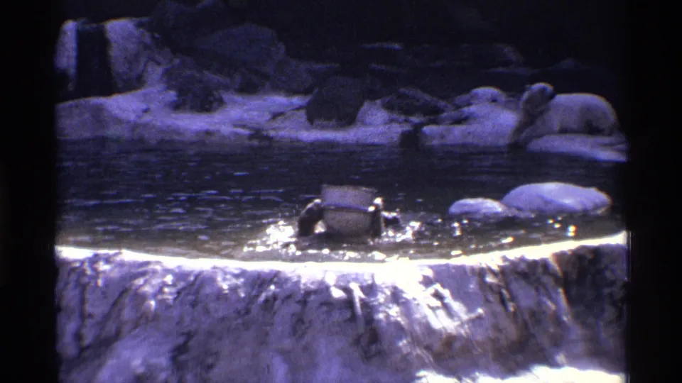1971 New York City 8mm frame showing the bear low in the water, swimming across a rocky man-made pool.