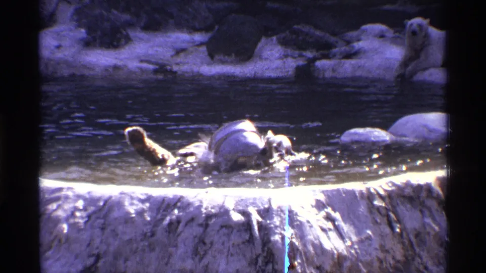 1971 New York City 8mm frame capturing the bear turning in the water, with a paw visible and bright splashes on the pool surface.