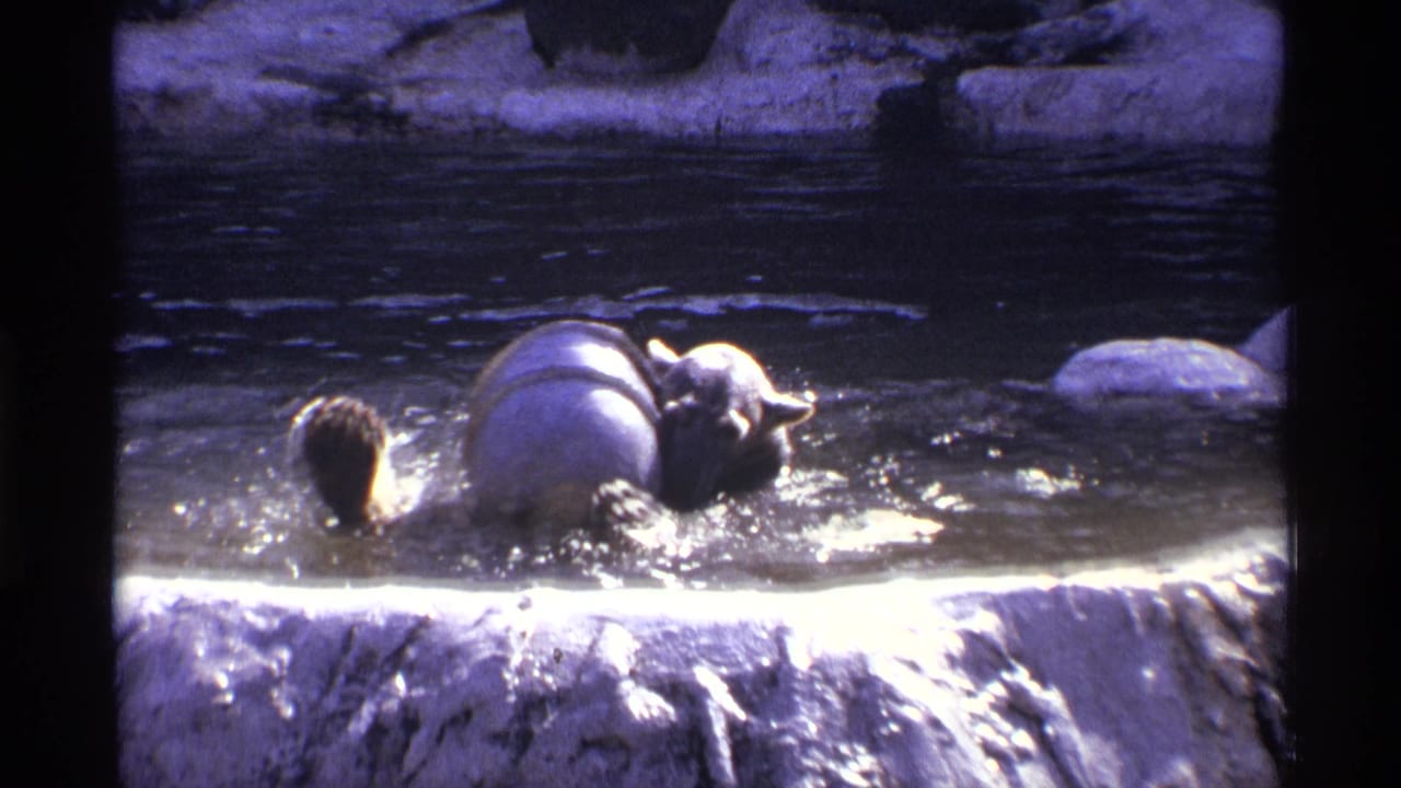 Bear in shallow zoo water beside a large barrel, with rock edging and ripples visible.