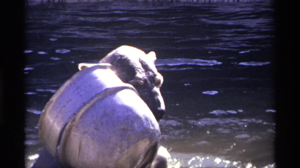 1971 New York City zoo footage frame showing a bear leaning over a large barrel in a dark water enclosure.
