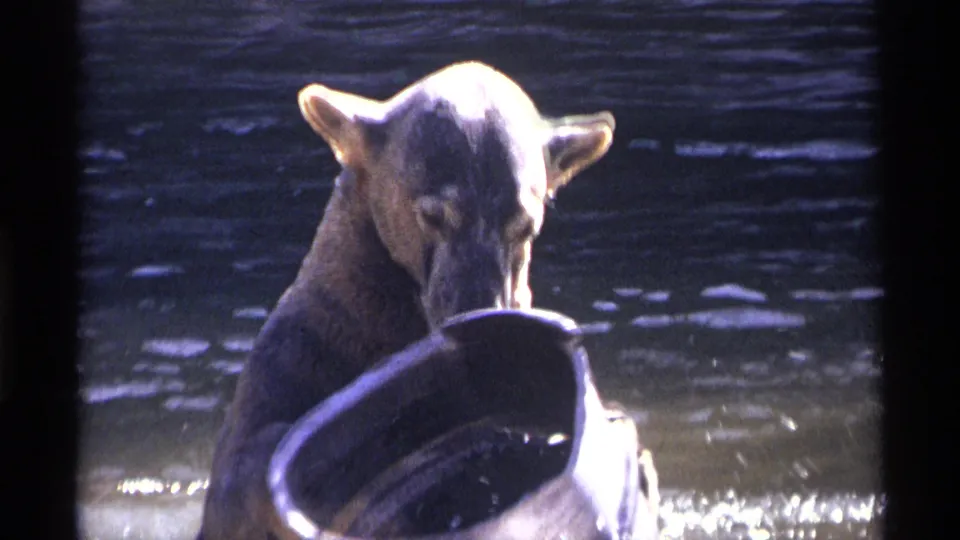 1971 New York City home-movie frame of a bear facing a tipped barrel in a zoo water enclosure.