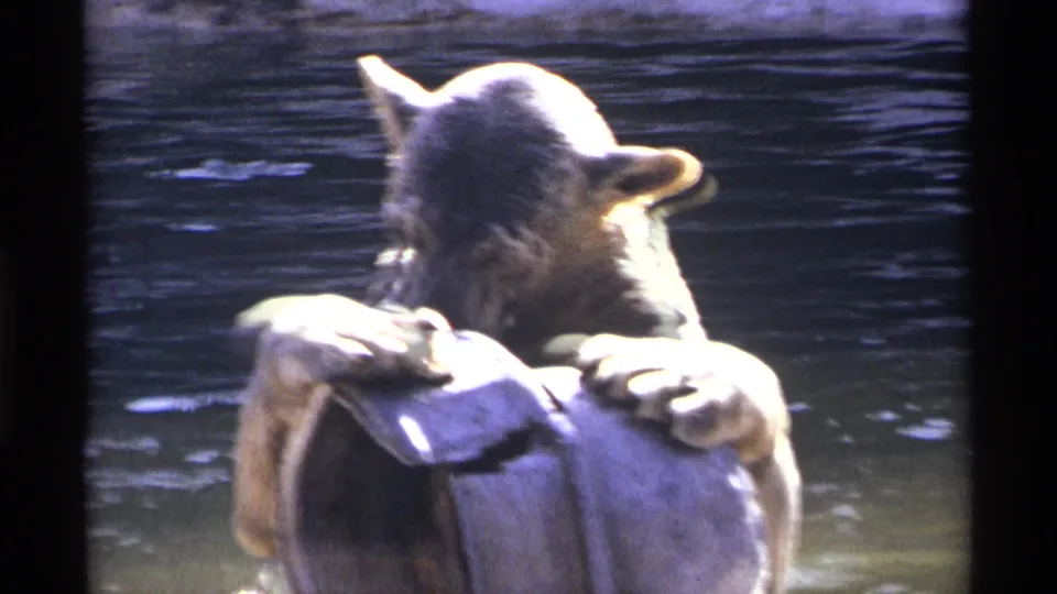 1971 New York City zoo frame showing a bear holding a large barrel while standing in a water enclosure.
