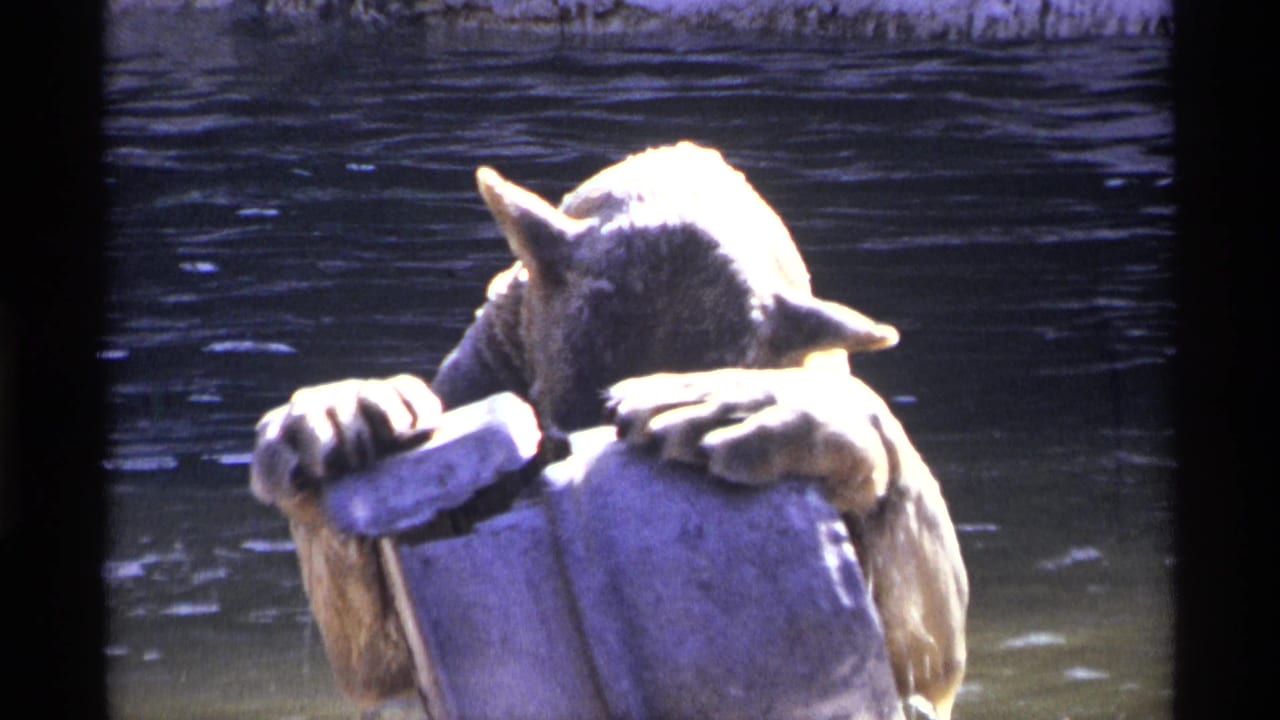 Young bear cub grips a pale metal water spout beside dark rippling water.