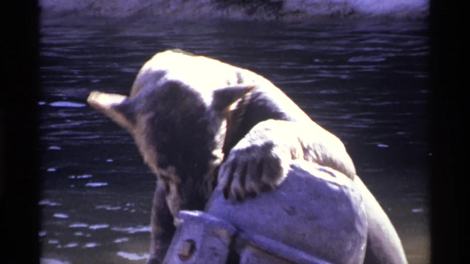 A young bear cub in a New York City water enclosure bends toward a pale metal spout in 1971 home-movie footage.