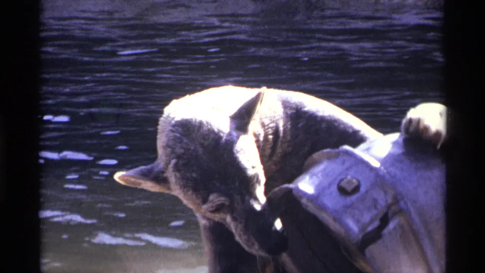 The 1971 8mm frame shows a young bear cub pawing at a pale metal water fixture beside dark enclosure water.