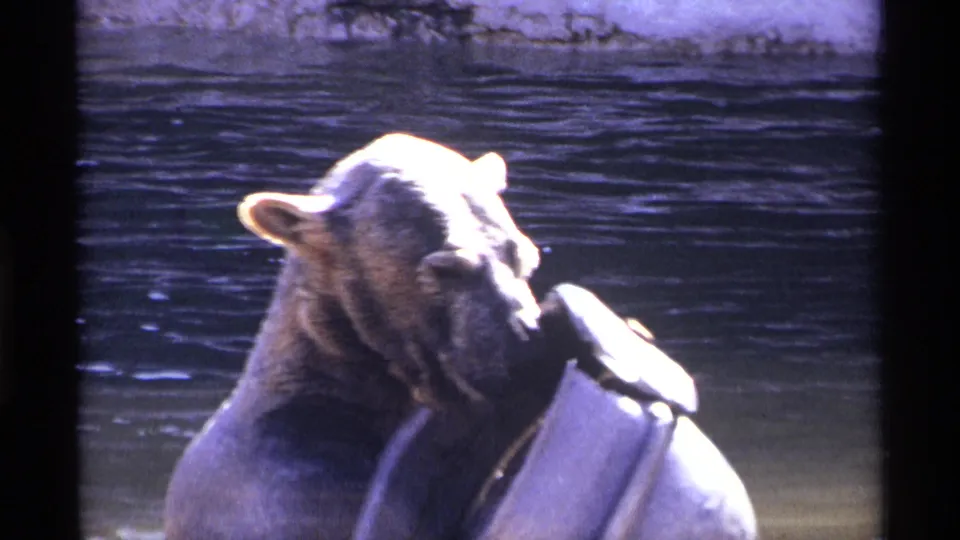 A young bear cub faces outward while holding near a pale metal water spout in 1971 New York City 8mm footage.