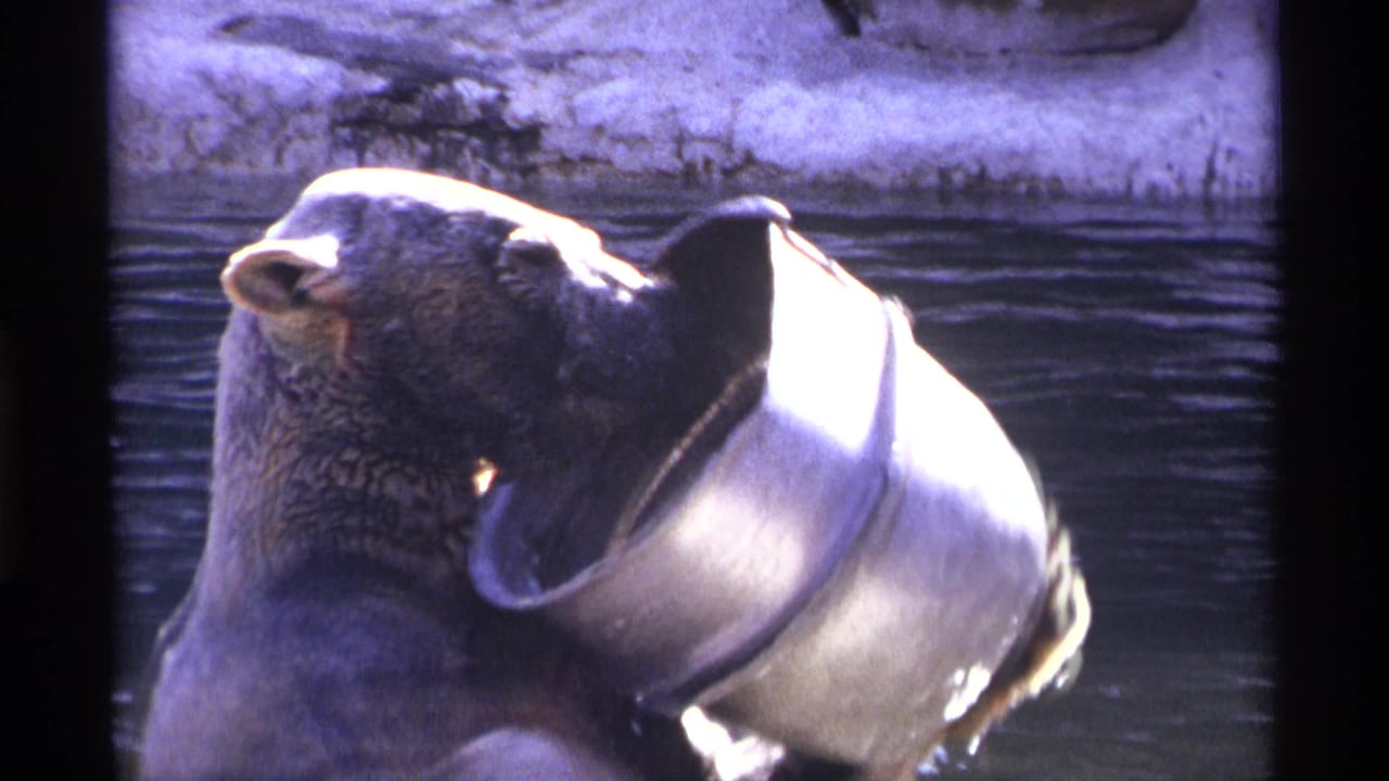 Bear in shallow water with a metal bucket tilted against its shoulder.