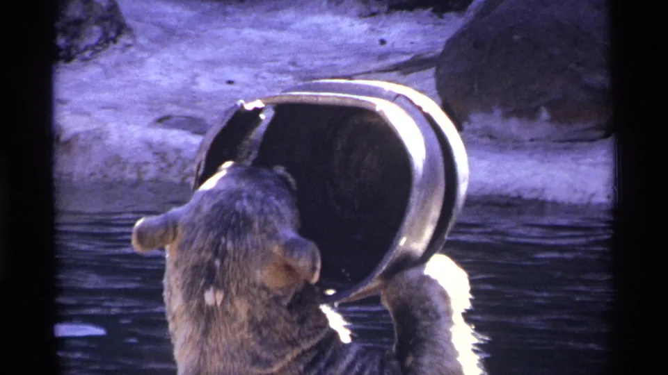 The bear turns with the metal bucket lifted near its head, with water and a rocky zoo enclosure visible behind it.