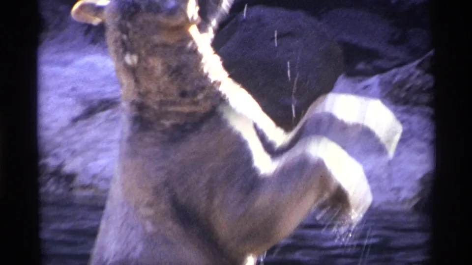 A bear in the zoo enclosure holds the bucket close while droplets fall, captured with soft focus and strong 8mm color shift.