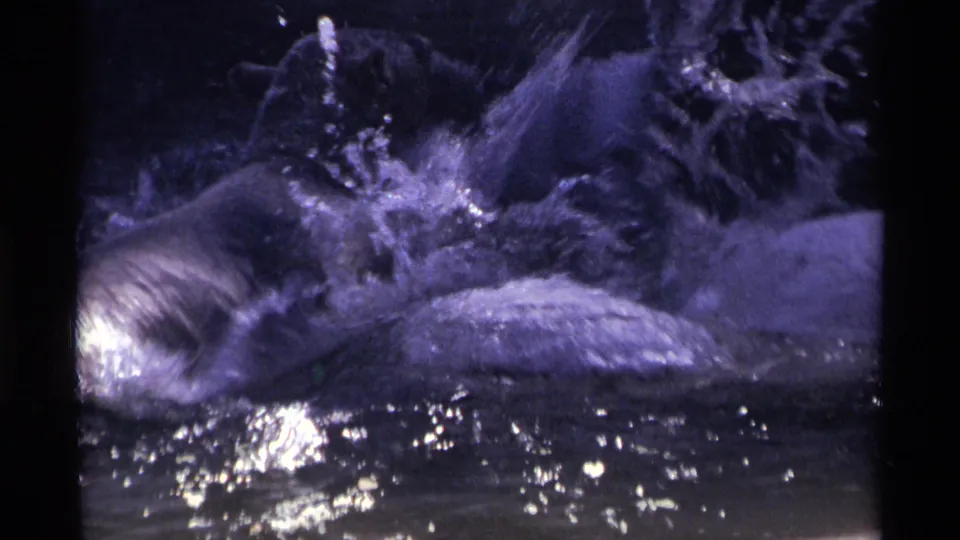 The bear thrashes or splashes in the shallow water near the bucket, with bright reflections across the enclosure pool.