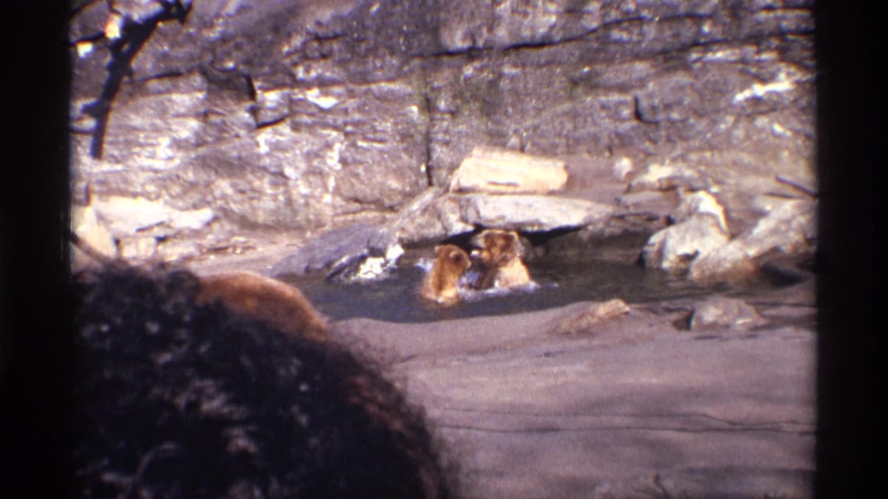 Two bear cubs play in shallow water inside a rocky zoo enclosure.
