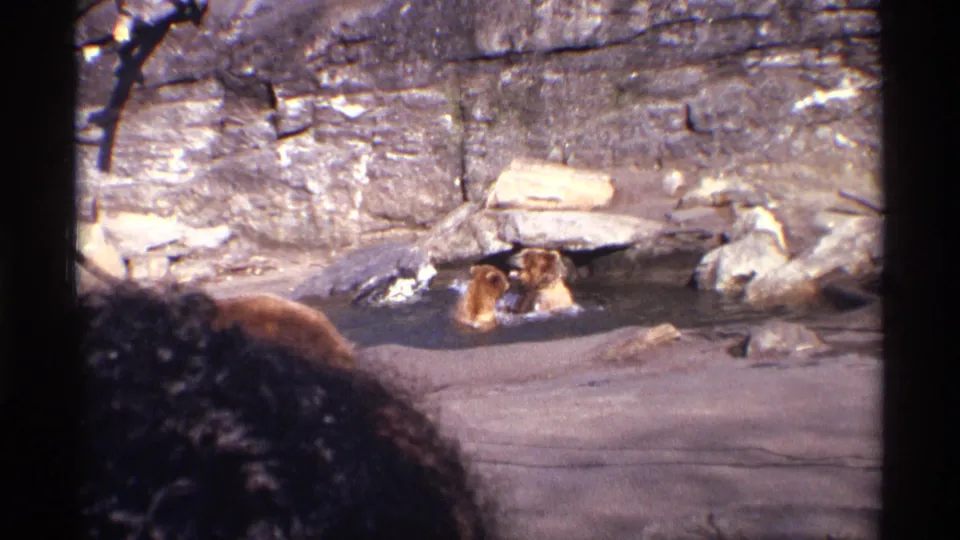 Two young grizzly bear cubs wrestle in a shallow pool within a rocky zoo enclosure in 1971 New York City home-movie footage.