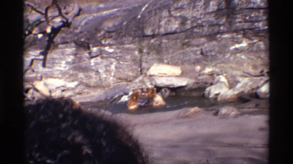 The cubs face each other in shallow water, partly framed by dark film edges and the rocky zoo habitat.