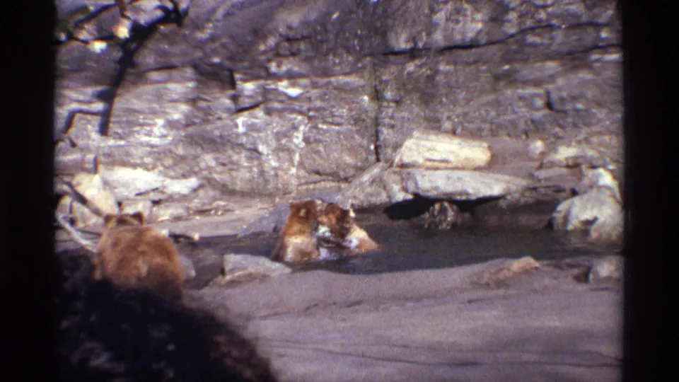Two grizzly cubs continue playing in the shallow pool, with a dark out-of-focus foreground shape partly blocking the view.