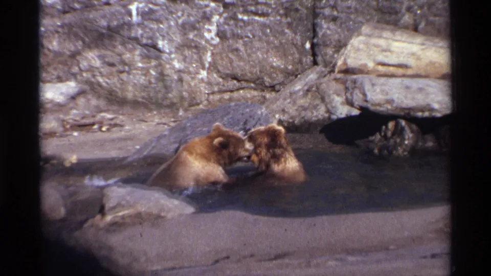 A closer frame shows two grizzly cubs facing and touching in a shallow zoo pool, surrounded by boulders and rock walls.