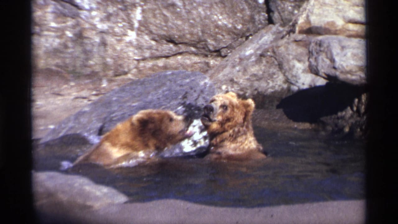Two brown bear cubs face each other in shallow water beside sloping rocks.