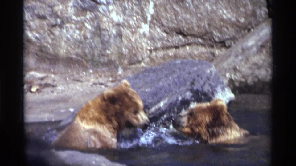 1971 New York City 8mm frame of two brown bear cubs splashing together in a stone-lined pool.