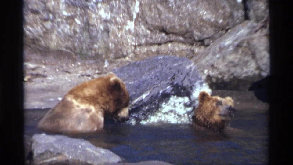 1971 New York City 8mm frame with one bear cub leaning toward another in a shallow rocky enclosure pool.