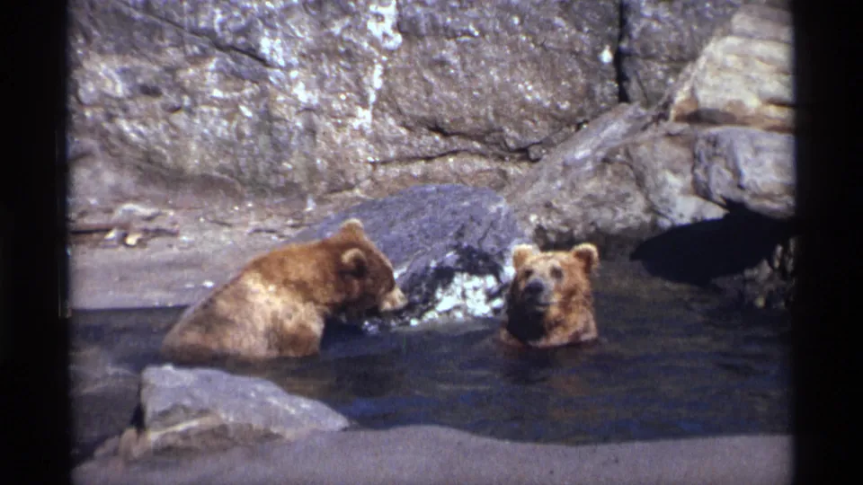 1971 New York City 8mm frame showing two brown bear cubs pausing in water within a rocky enclosure.