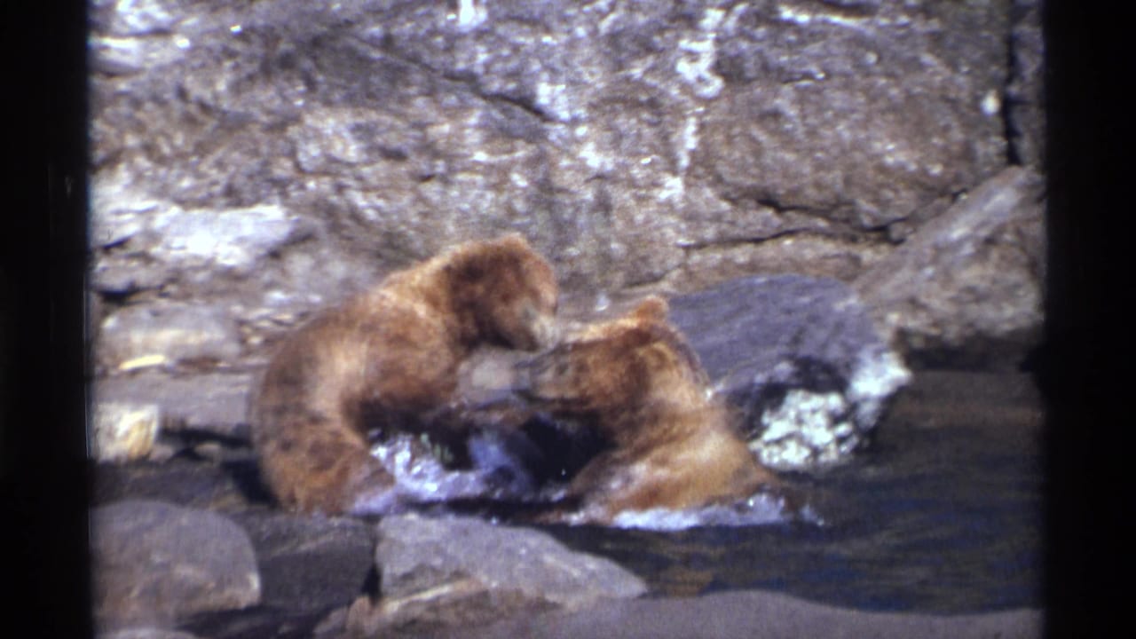 Two brown bear cubs wrestle in shallow water beside rocks.