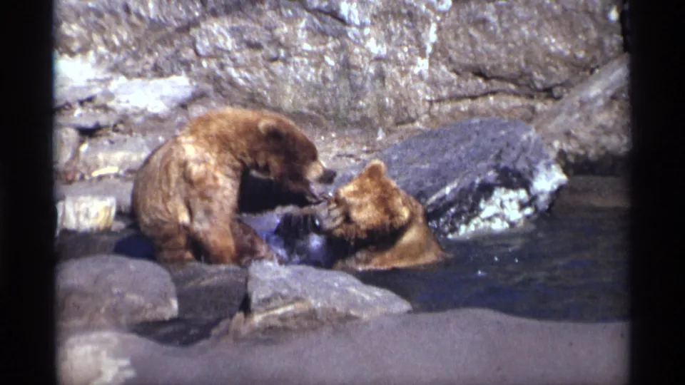 Two brown bear cubs nuzzle and paw at each other in a rocky water area in the supplied 1971 New York City clip.