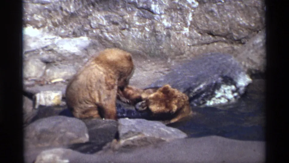 A brown bear cub bends toward a second cub resting low in the shallow water, framed by rocks in 8mm footage.