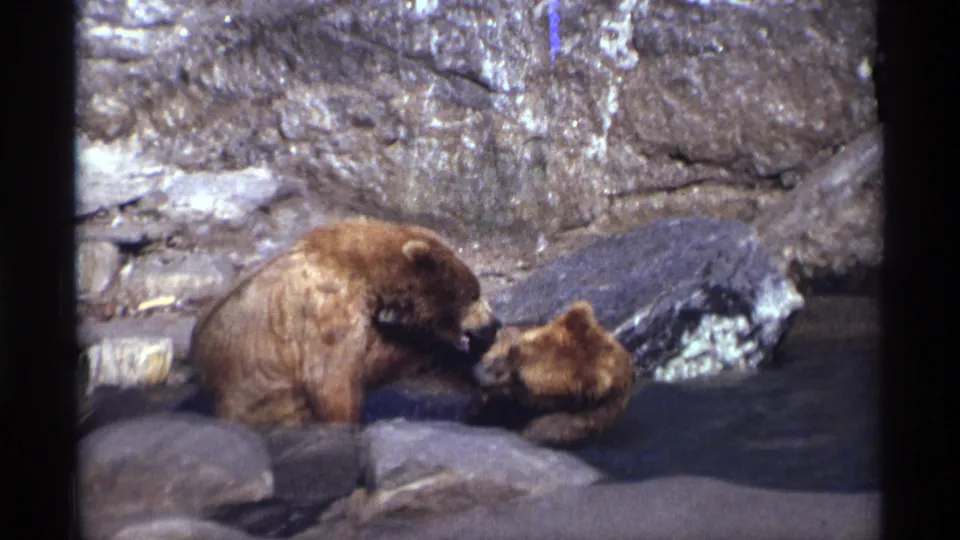 The cubs continue playful contact in the shallow rocky water, with gray boulders and visible 8mm frame borders around the scene.