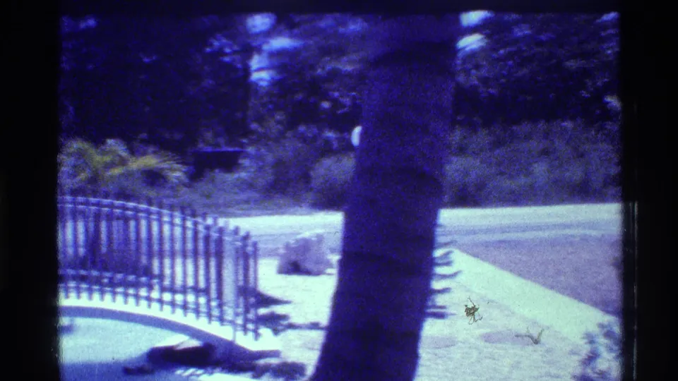 1973 Florida home-movie frame with a palm trunk in the foreground, white path, bridge railing, lawn, and dense trees.
