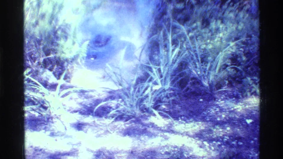 Close 8mm view of a large frog partly submerged in pond water, surrounded by grass and foliage in Florida.