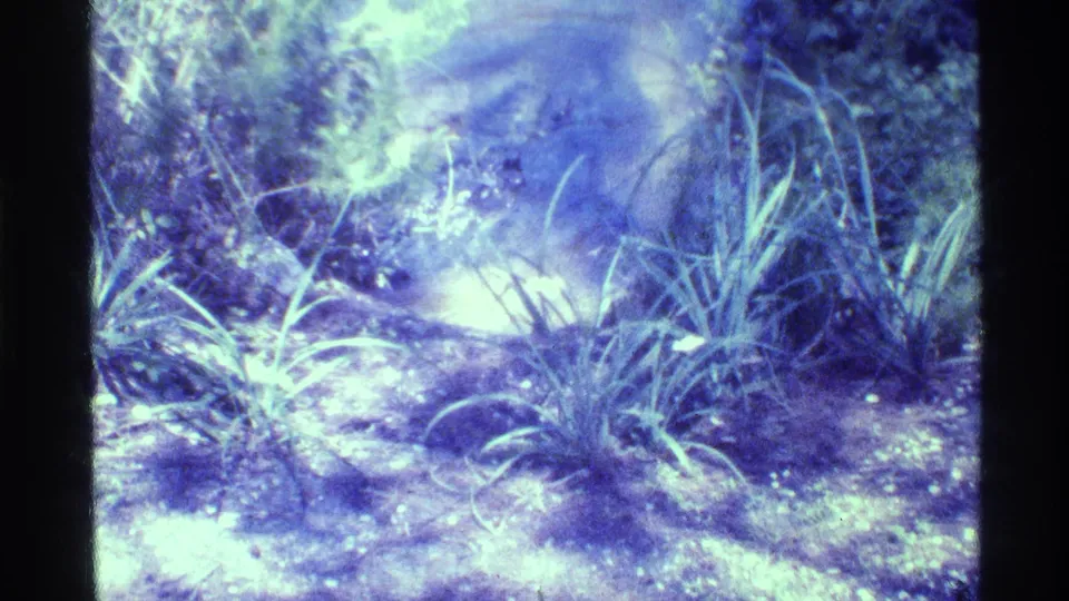 Aged 8mm frame of a frog in shallow pond water with grasses and leafy plants along the bank.