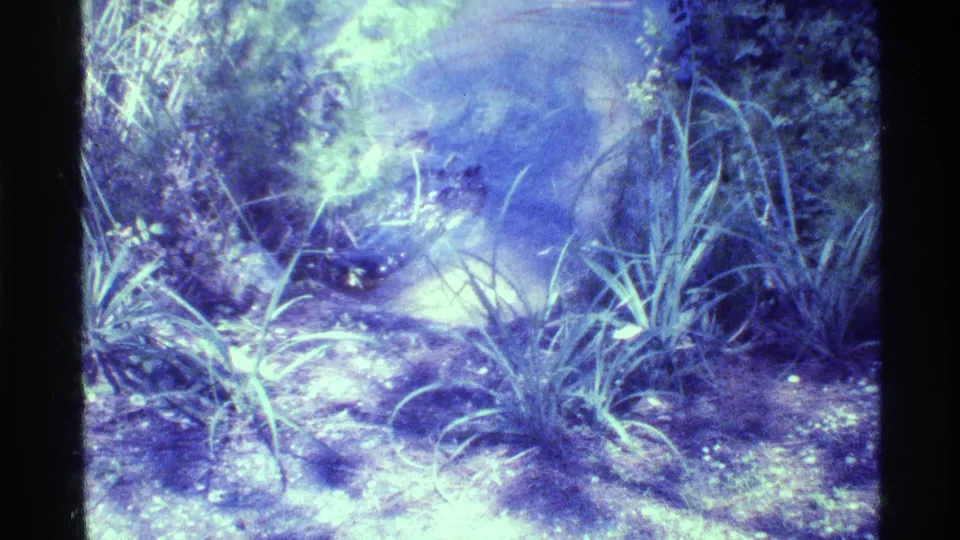 1973 Florida home-movie frame showing a frog near reflective pond water, with tall grass and dense foliage around it.