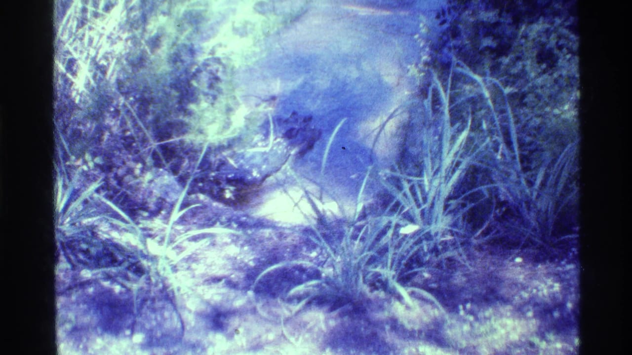1973 Florida 8mm frame showing a dark crocodile-like reptile in shallow water beside shoreline grasses and bushes.