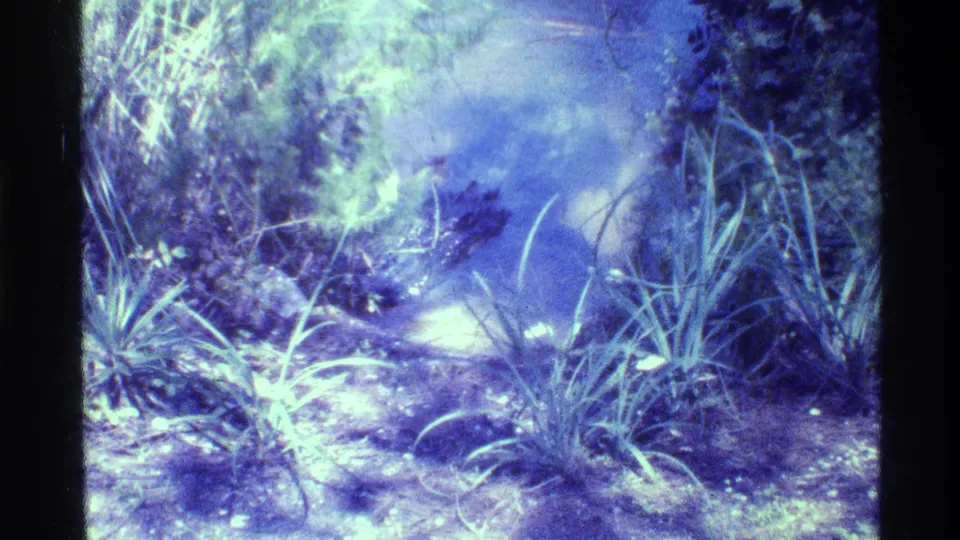 1973 Florida 8mm frame with a dark reptile moving through shallow lake water near tall grasses and leafy brush.