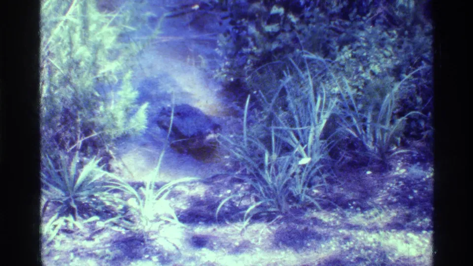 1973 Florida home-movie frame showing a dark reptile shape in shallow water, surrounded by grasses and bushes along the lake edge.