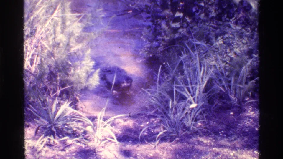 1973 Florida 8mm frame showing a dark crocodile-like reptile close to the bank, framed by grasses, brush, and shallow water.